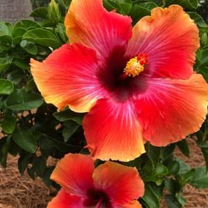 Meet your Posher, Anne